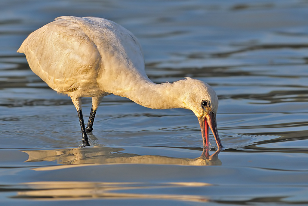 spatola - platalea leucorodia